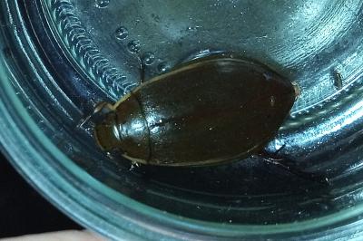 <i>Cybister lateralimarginalis</i>