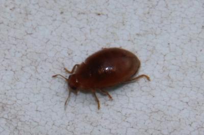 <i>Rhyzobius</i>