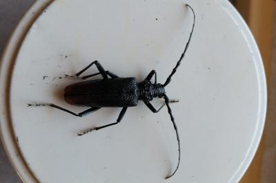 <i>Cerambyx cerdo</i>