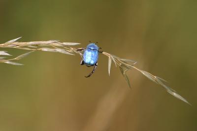 <i>Hoplia coerulea</i>
