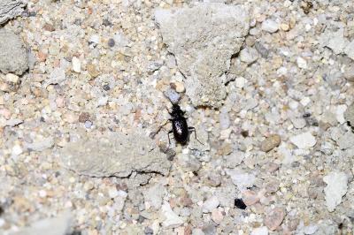 <i>Loricera pilicornis</i>
