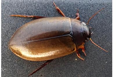 <i>Colymbetes fuscus</i>