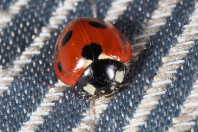 <i>Coccinella septempunctata septempunctata</i>