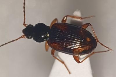 <i>Bembidion tetracolum</i>