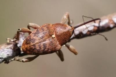 <i>Curculio glandium</i>