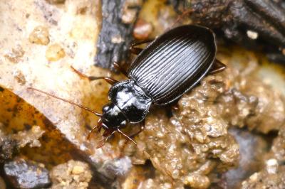 <i>Nebria</i>