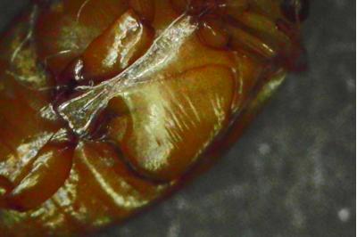 <i>Laccophilus</i>