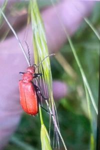 <i>Pyrochroa serraticornis</i>
