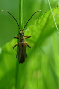 <i>Stenocorus meridianus</i>