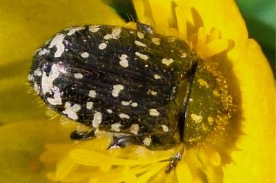 <i>Oxythyrea funesta</i>