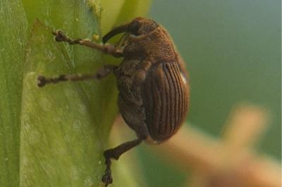 <i>Mononychus punctumalbum</i>