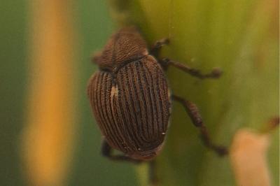 <i>Mononychus punctumalbum</i>