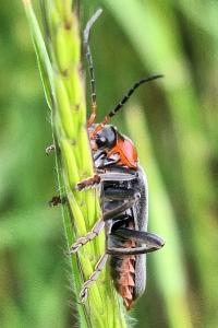 <i>Cantharis fusca</i>