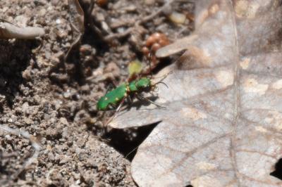 <i>Cicindela campestris</i>