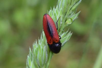 <i>Ampedus sanguinolentus</i>