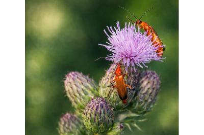 <i>Rhagonycha fulva</i>