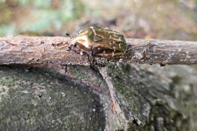 <i>Potosia cuprea</i>