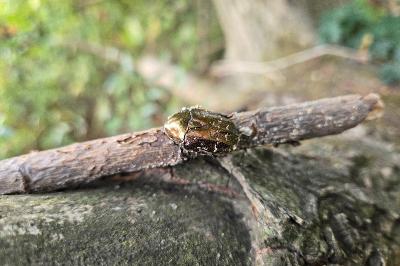 <i>Potosia cuprea</i>