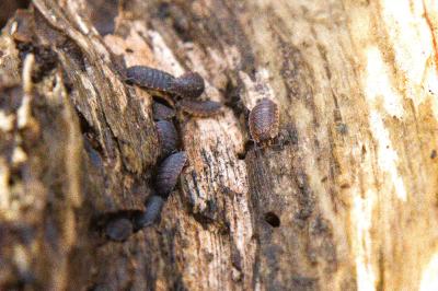 <i>Porcellio monticola</i>