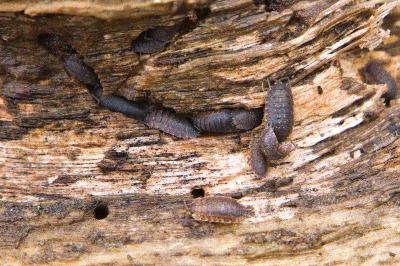 <i>Porcellio monticola</i>