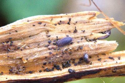 <i>Porcellio scaber</i>