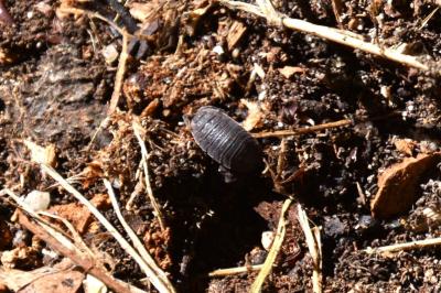 <i>Porcellio scaber</i>