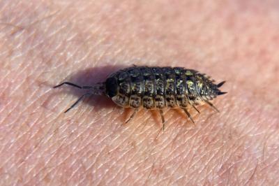 <i>Porcellio spinicornis</i>