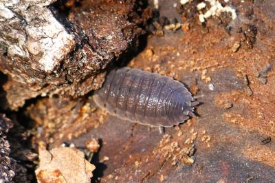 <i>Porcellio scaber</i>
