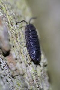 <i>Porcellio scaber</i>