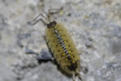 <i>Porcellio spinicornis</i>