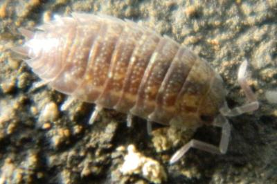<i>Porcellio scaber</i>
