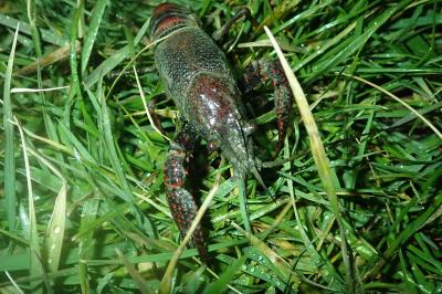 Procambarus clarkii