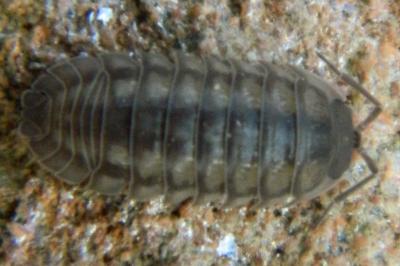 <i>Armadillidium nasatum</i>