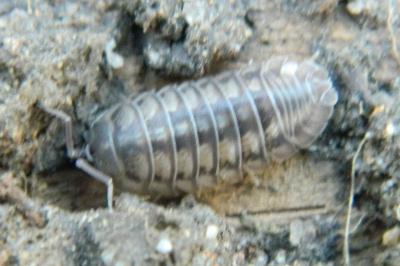 <i>Armadillidium nasatum</i>