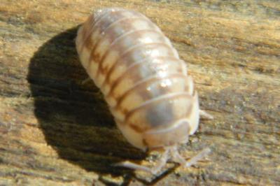 <i>Armadillidium nasatum</i>