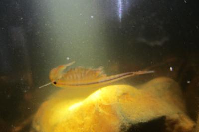 Chirocéphale diaphane 