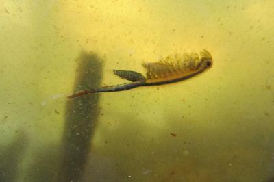 Chirocéphale diaphane 