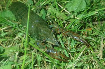 Écrevisse de Louisiane 