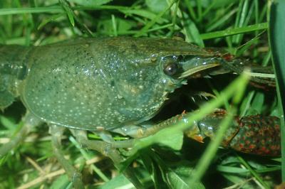 Écrevisse de Louisiane 