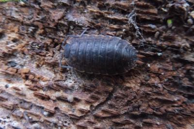 <i>Porcellio monticola</i>