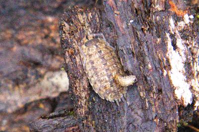 <i>Porcellio monticola</i>