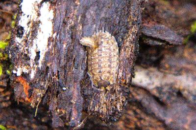 <i>Porcellio monticola</i>
