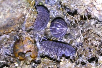 <i>Cylisticus convexus</i>