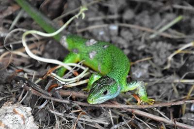 Lézard à deux raies