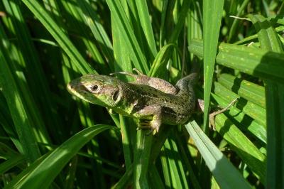Lézard à deux raies