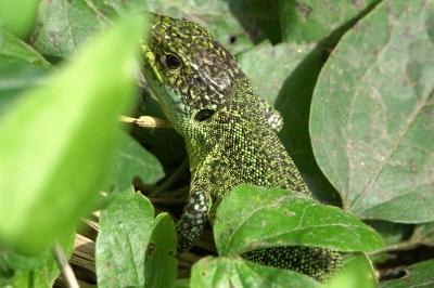 Lézard à deux raies