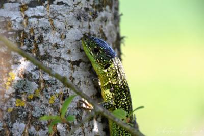 Lézard à deux raies