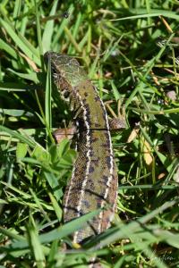 Lézard à deux raies