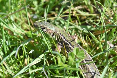 Lézard à deux raies