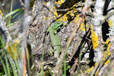 Lézard à deux raies